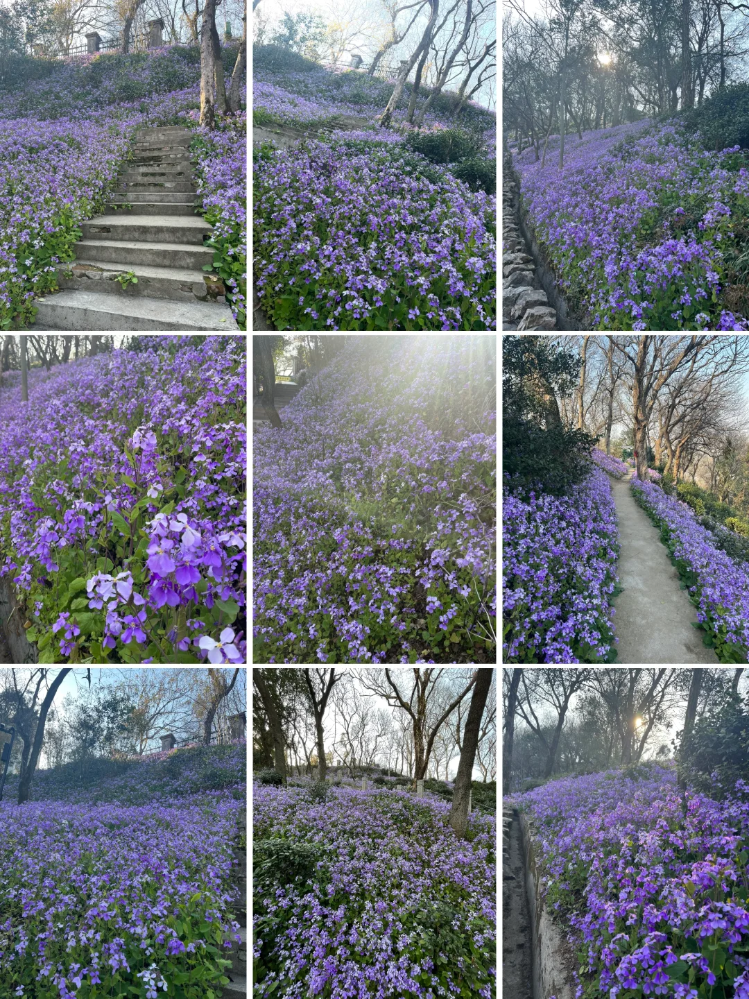 军山二月兰 手机里上百张照片拍不出它的美