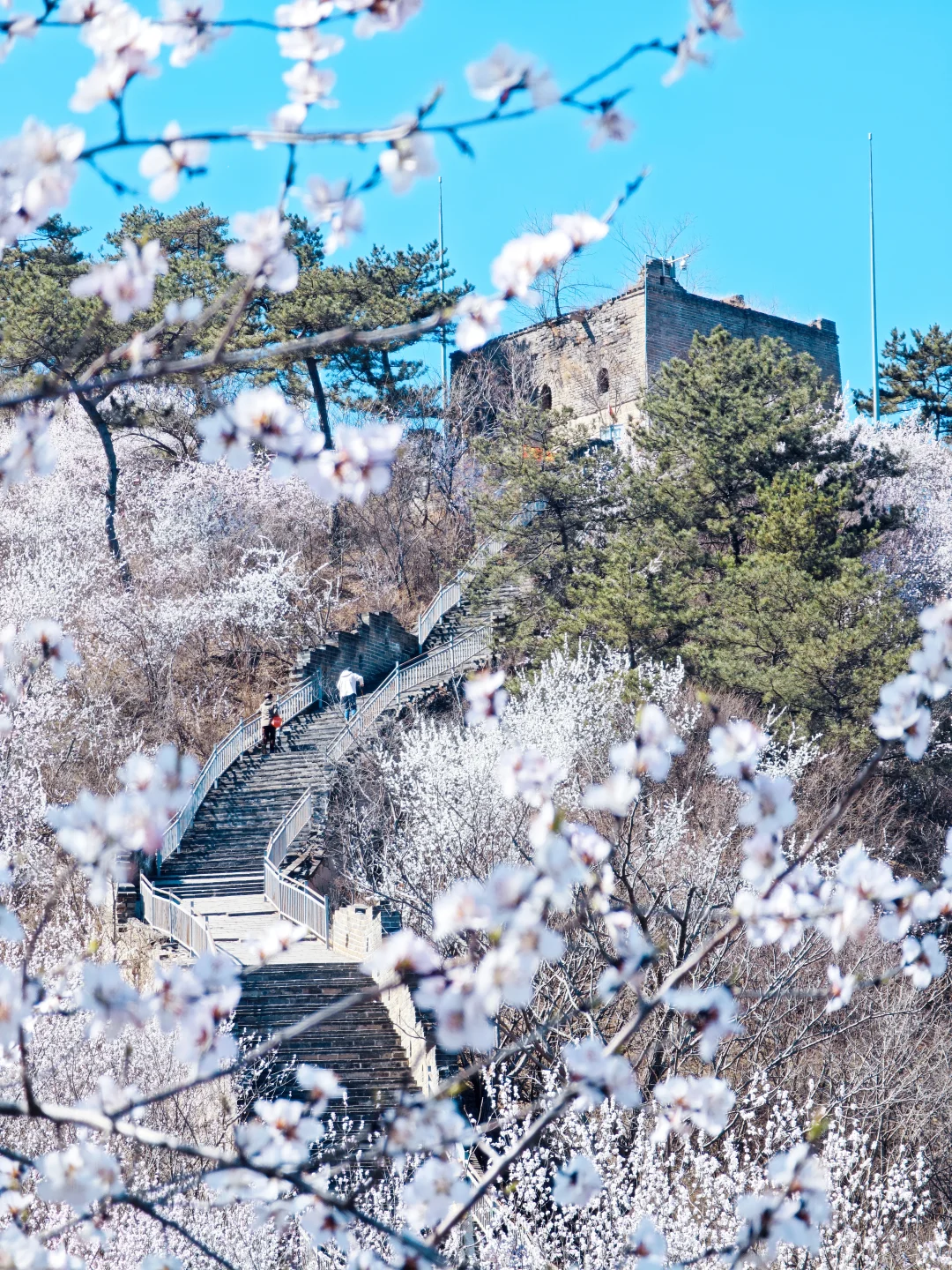 3.24实拍丨在北京我找到了林芝的平替