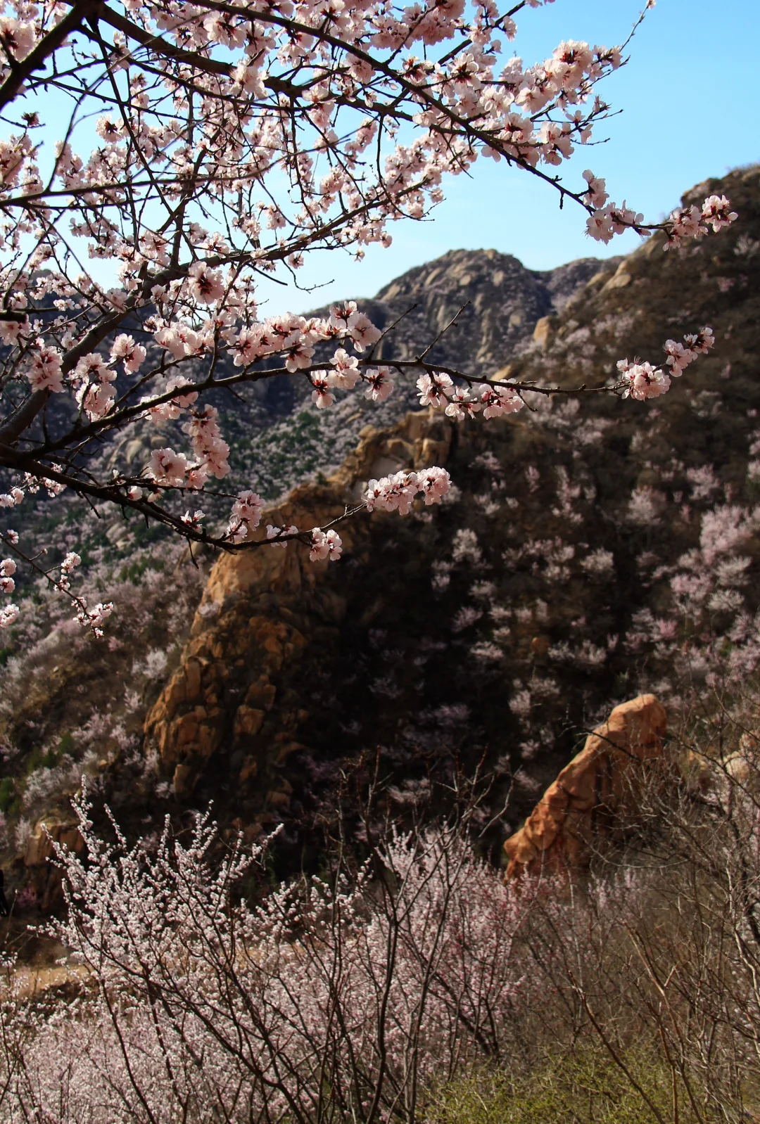 3.21实拍山花烂漫-白虎涧（后花园）