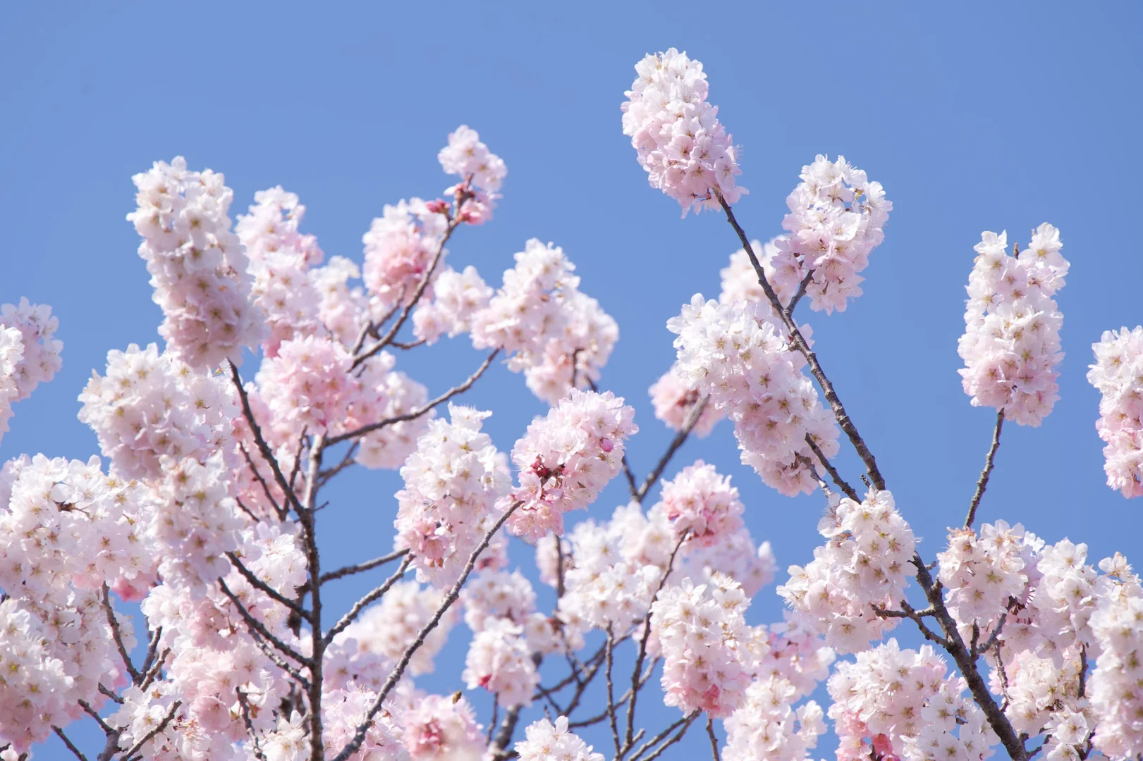 3.23樱花实况 | 跌入神奈川的粉色花海里！