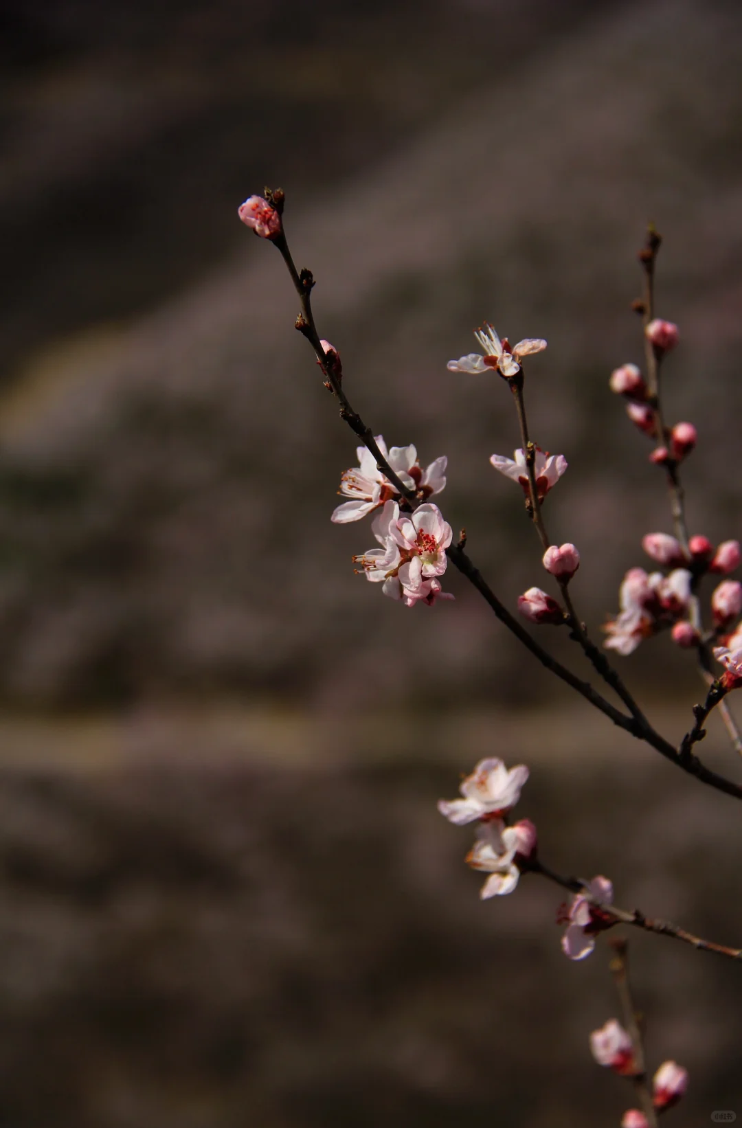 3.21实拍山花烂漫-白虎涧（后花园）