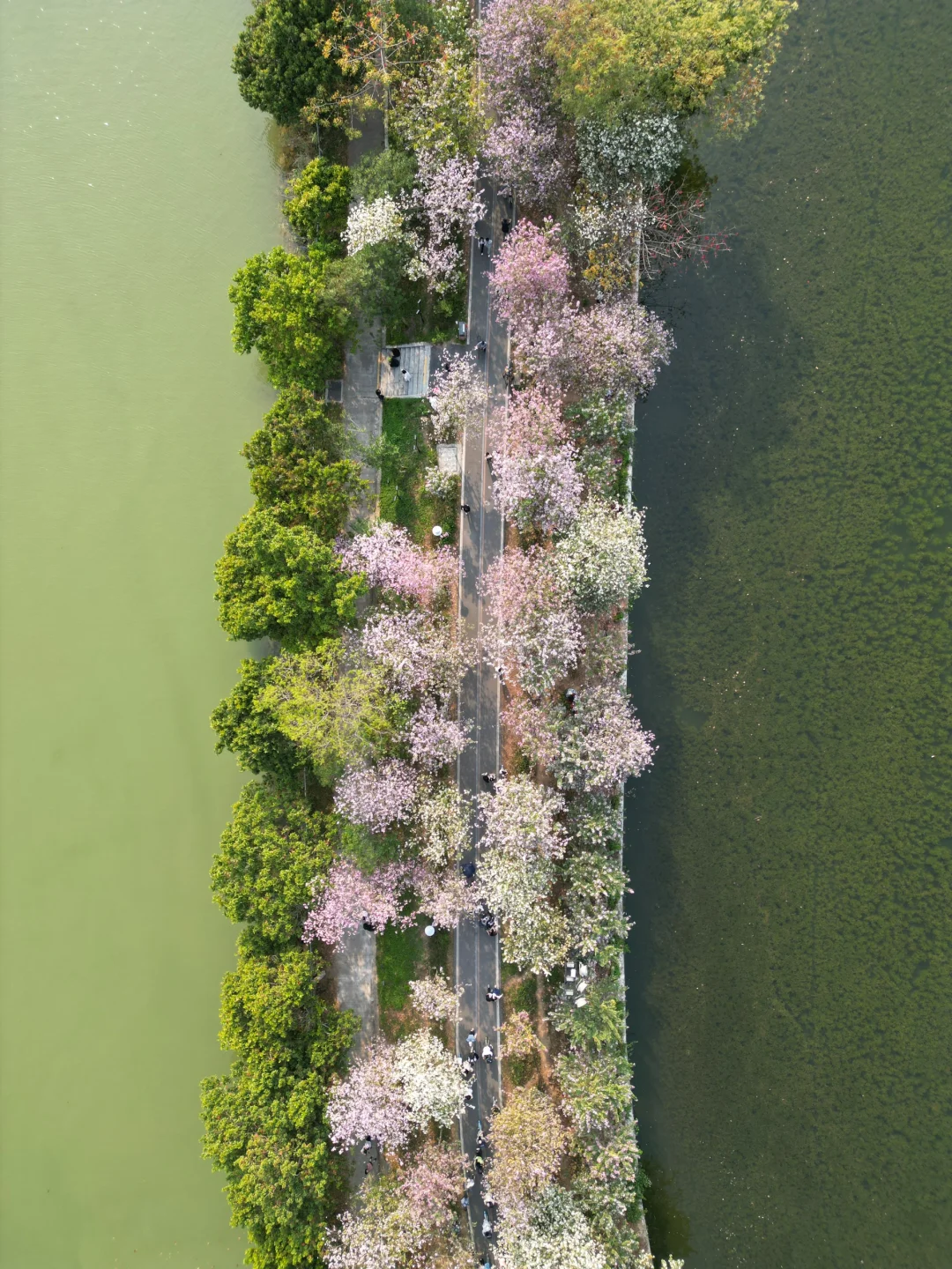 肇庆七星岩春日赏花季