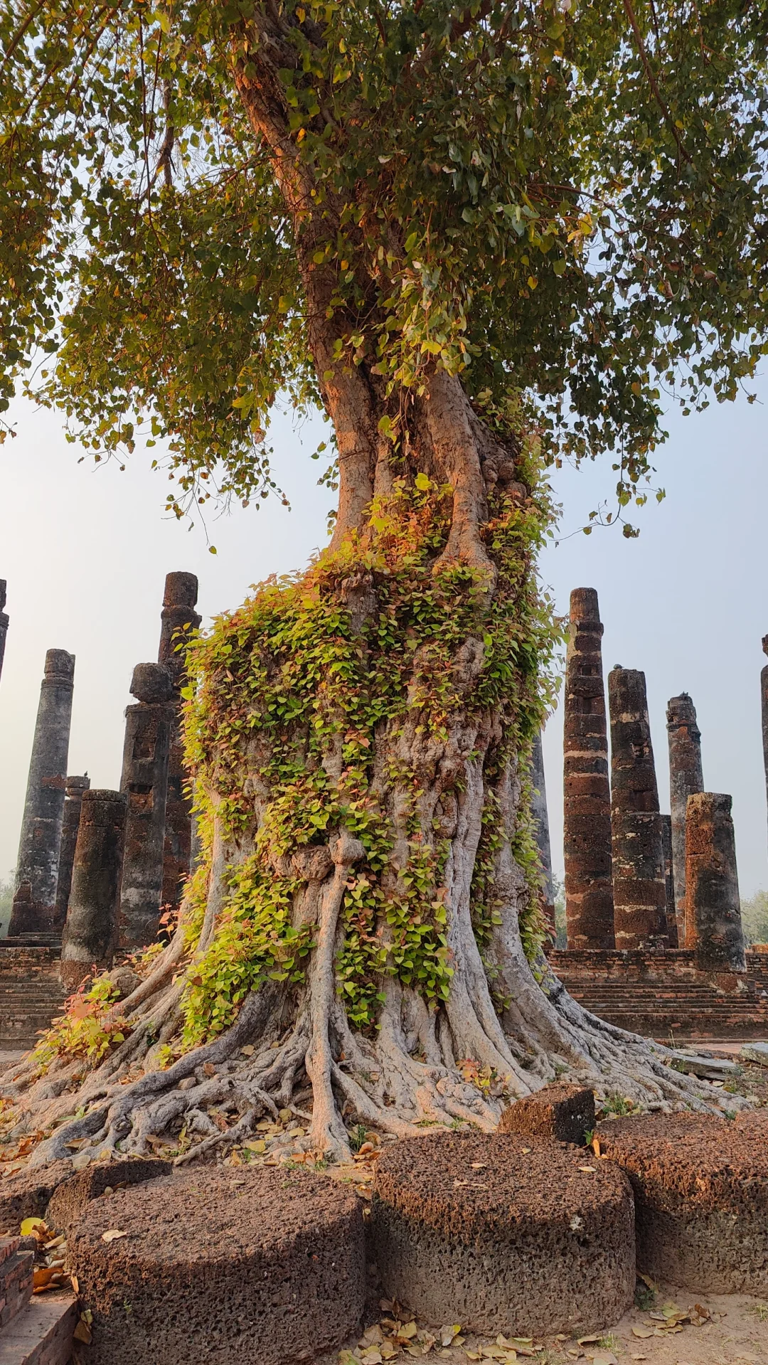 素可泰景区游客精简玩法，一日游还午休