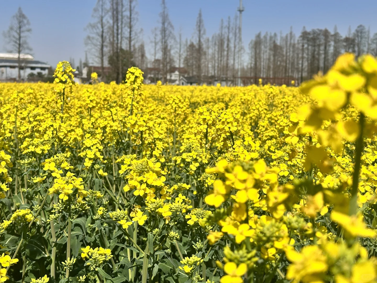 趁现在❗️来海盐丰义看油菜花吧~
