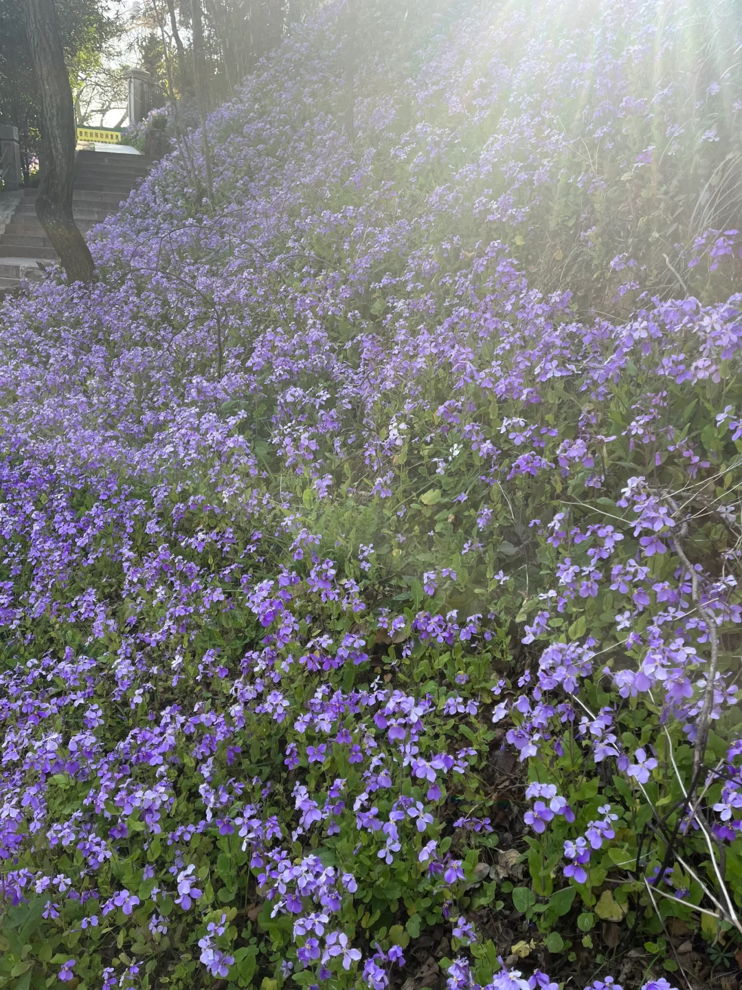 军山二月兰 手机里上百张照片拍不出它的美