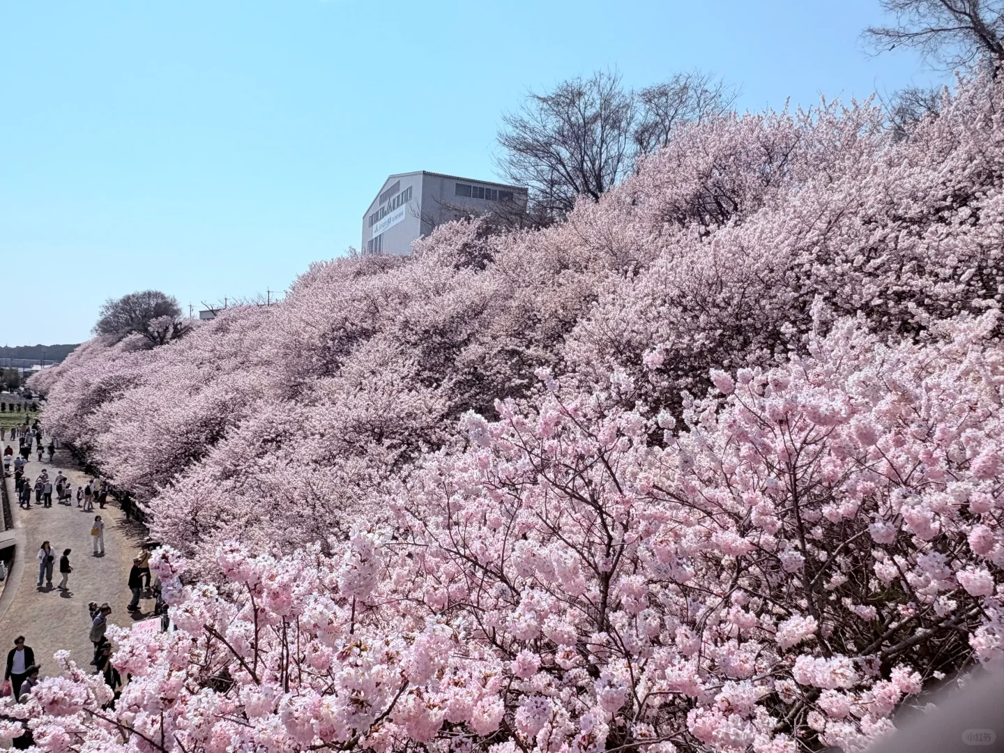 3.23樱花实况 | 跌入神奈川的粉色花海里！