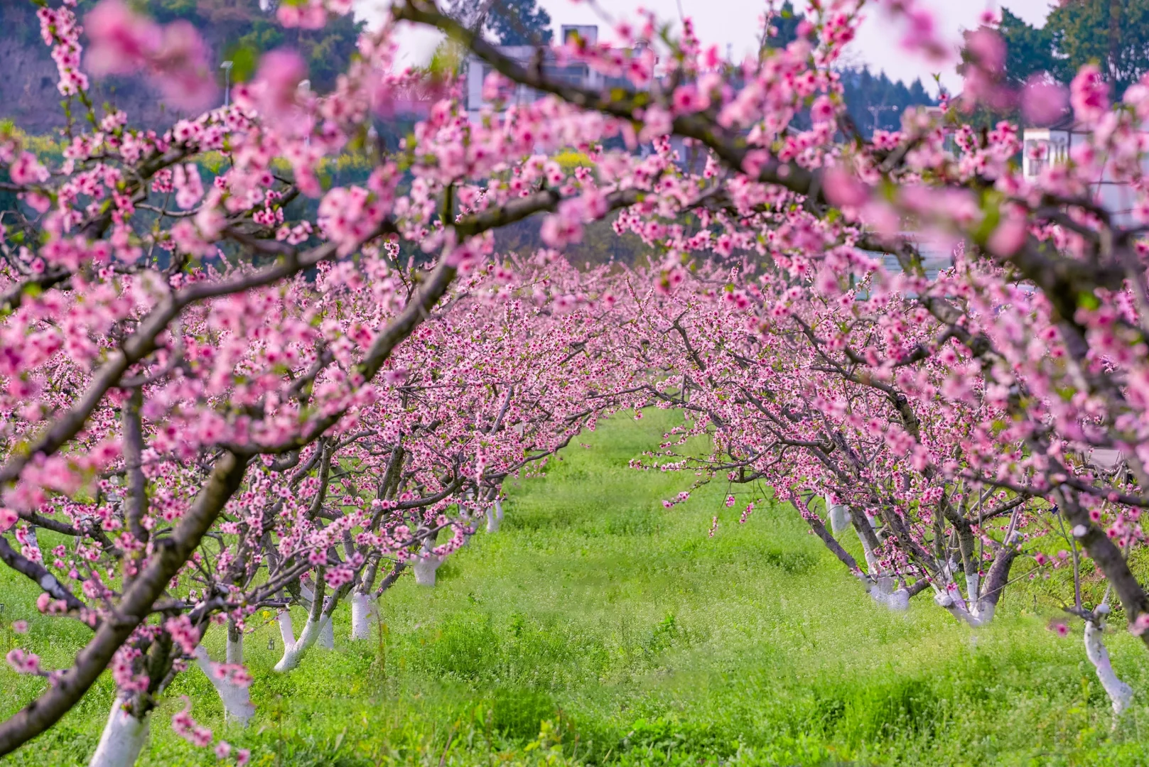 3月顶流预警❗️这粉色烟霞承包四川人的浪漫