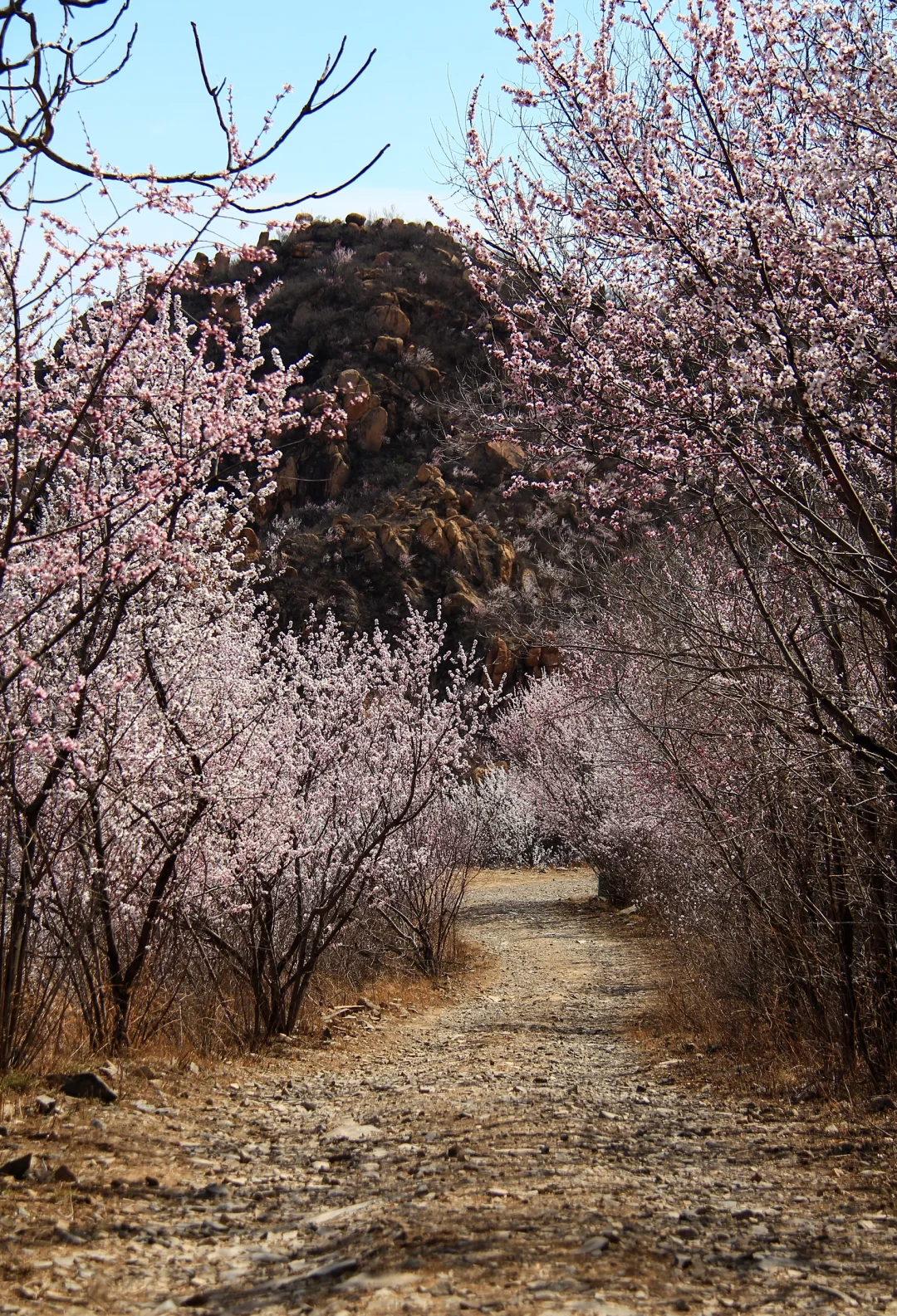 3.21实拍山花烂漫-白虎涧（后花园）