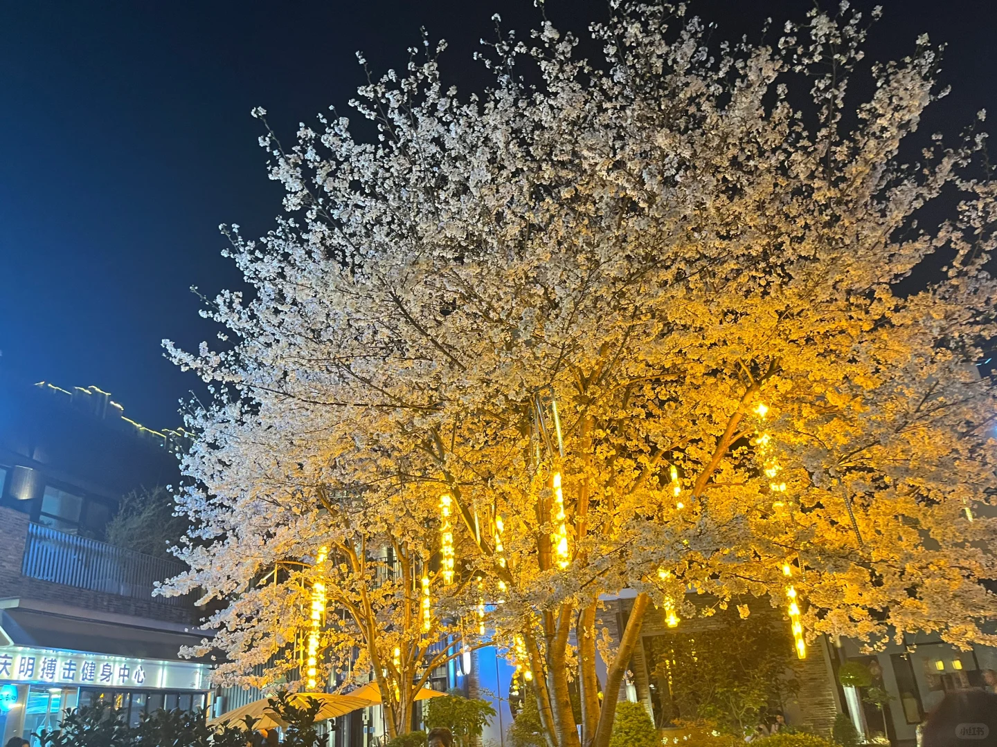 浪漫古镇樱花🌸🌸