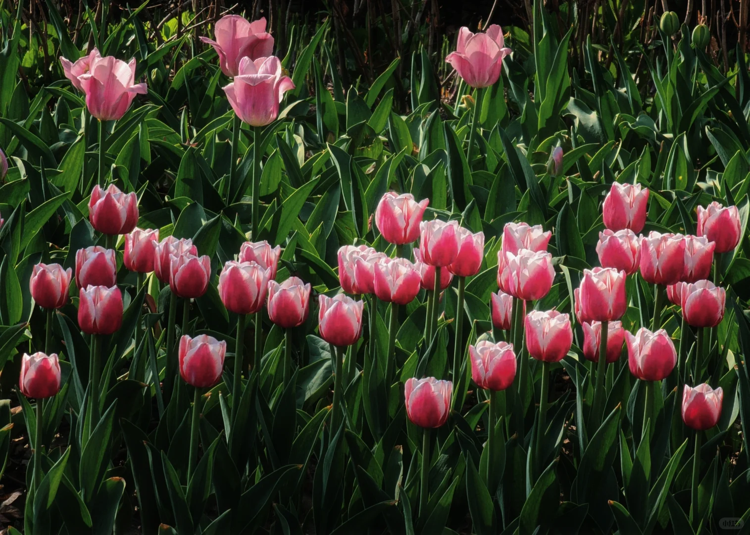 春天取景器 ̗̀📟🌷