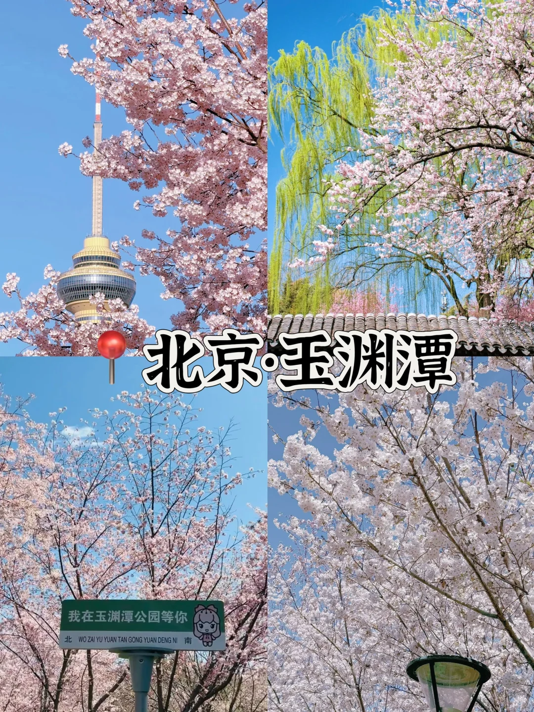 接下来的3-4月是这样的🌸(赏花好去处攻略)