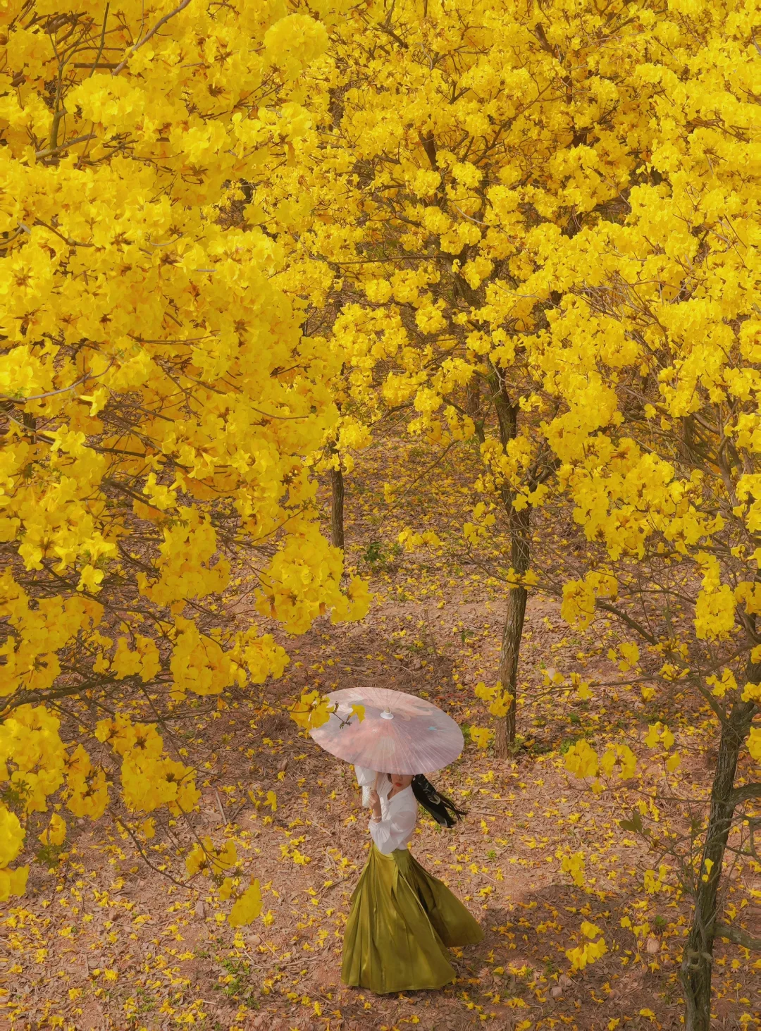 南宁最美的地方都是免费的（live合集）