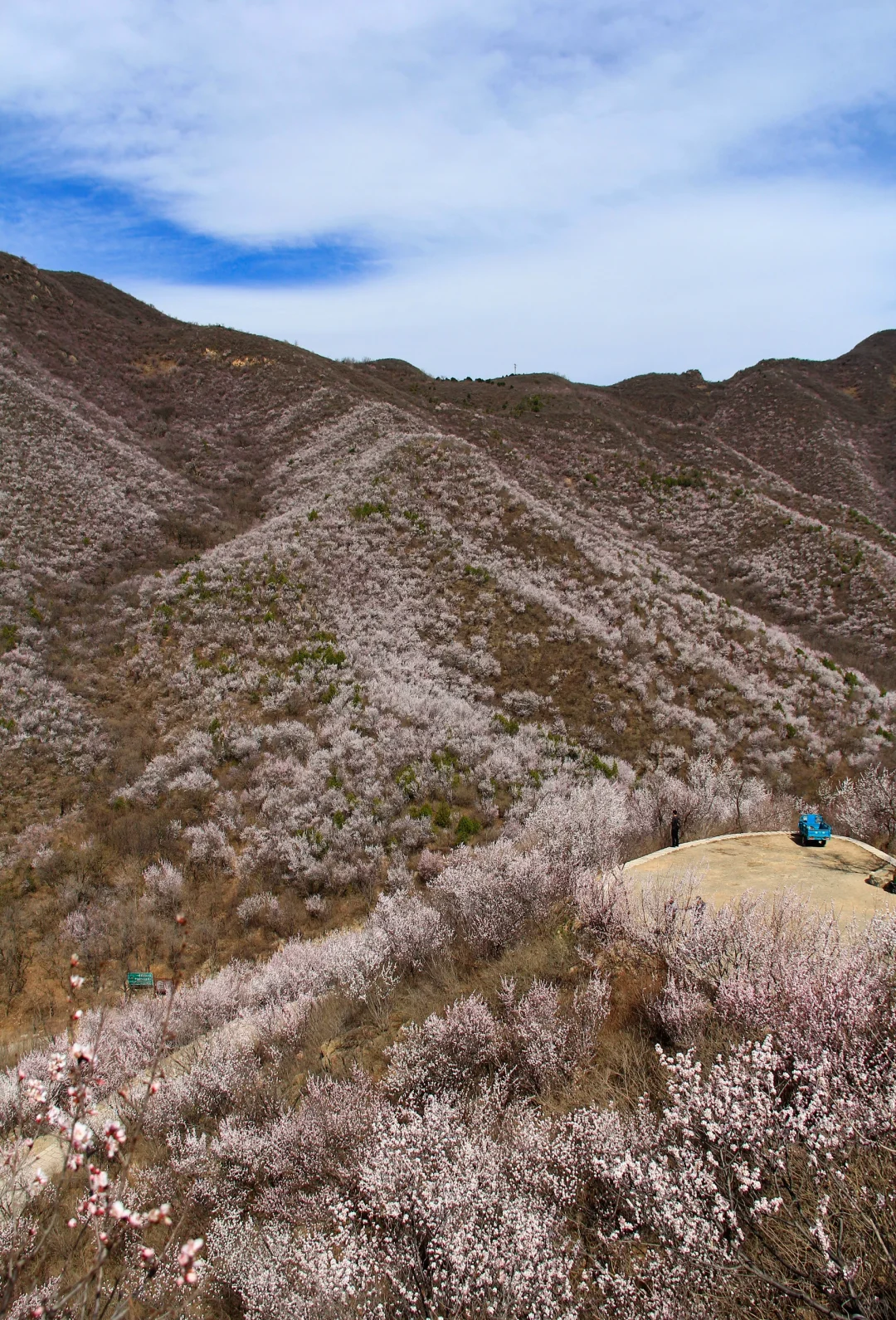 3.21实拍山花烂漫-白虎涧（后花园）