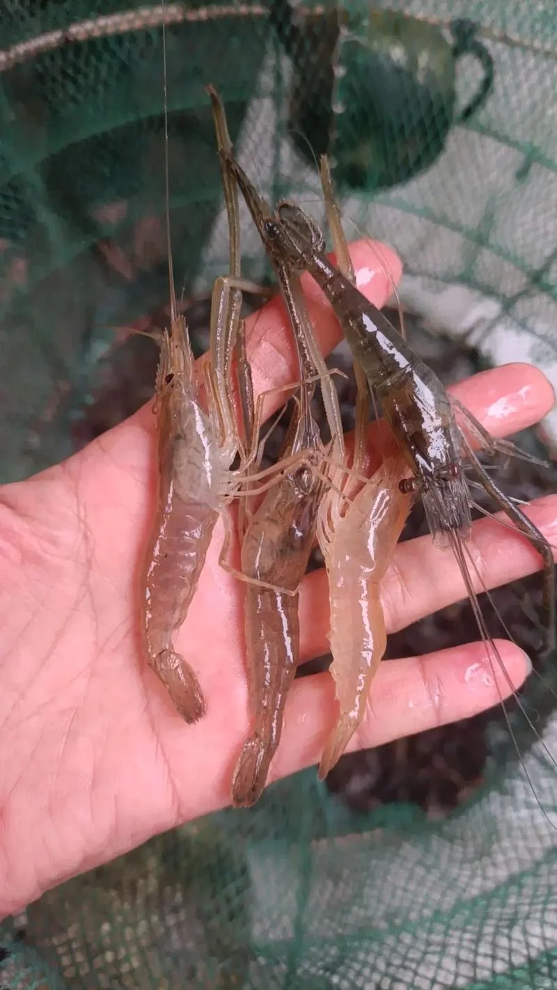 京郊适合溯溪抓鱼的6条绝美路线推荐