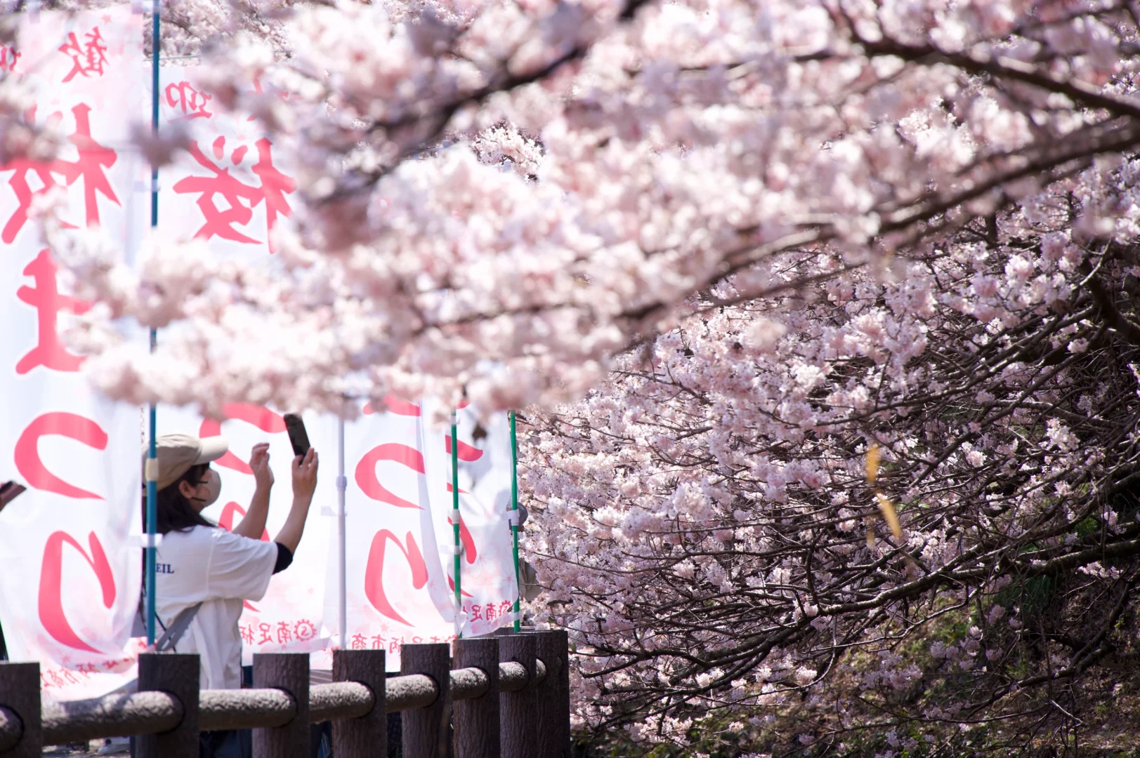 3.23樱花实况 | 跌入神奈川的粉色花海里！