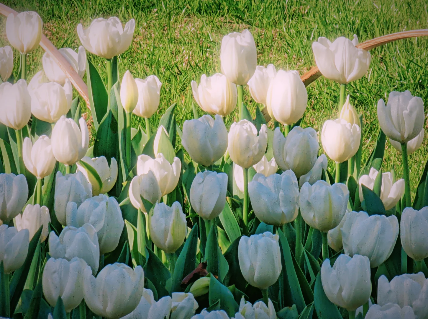 春天取景器 ̗̀📟🌷