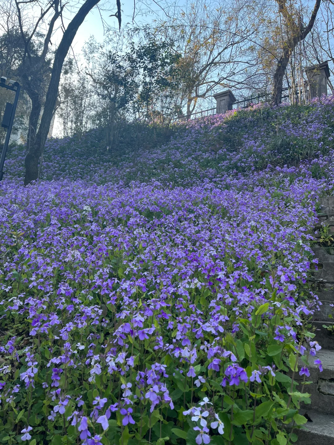 军山二月兰 手机里上百张照片拍不出它的美