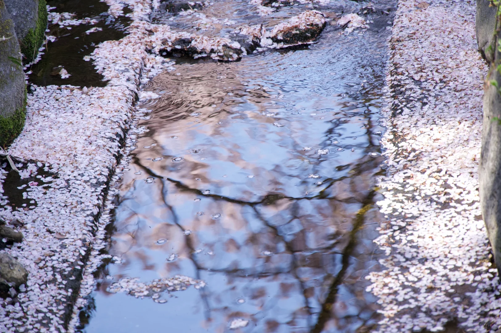 3.23樱花实况 | 跌入神奈川的粉色花海里！