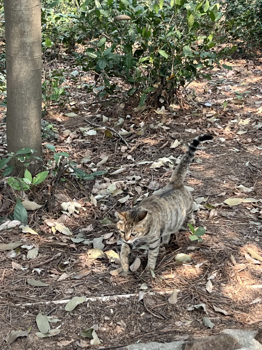 🚄上海周中徒步｜苏州莫厘峰小环线吸氧记
