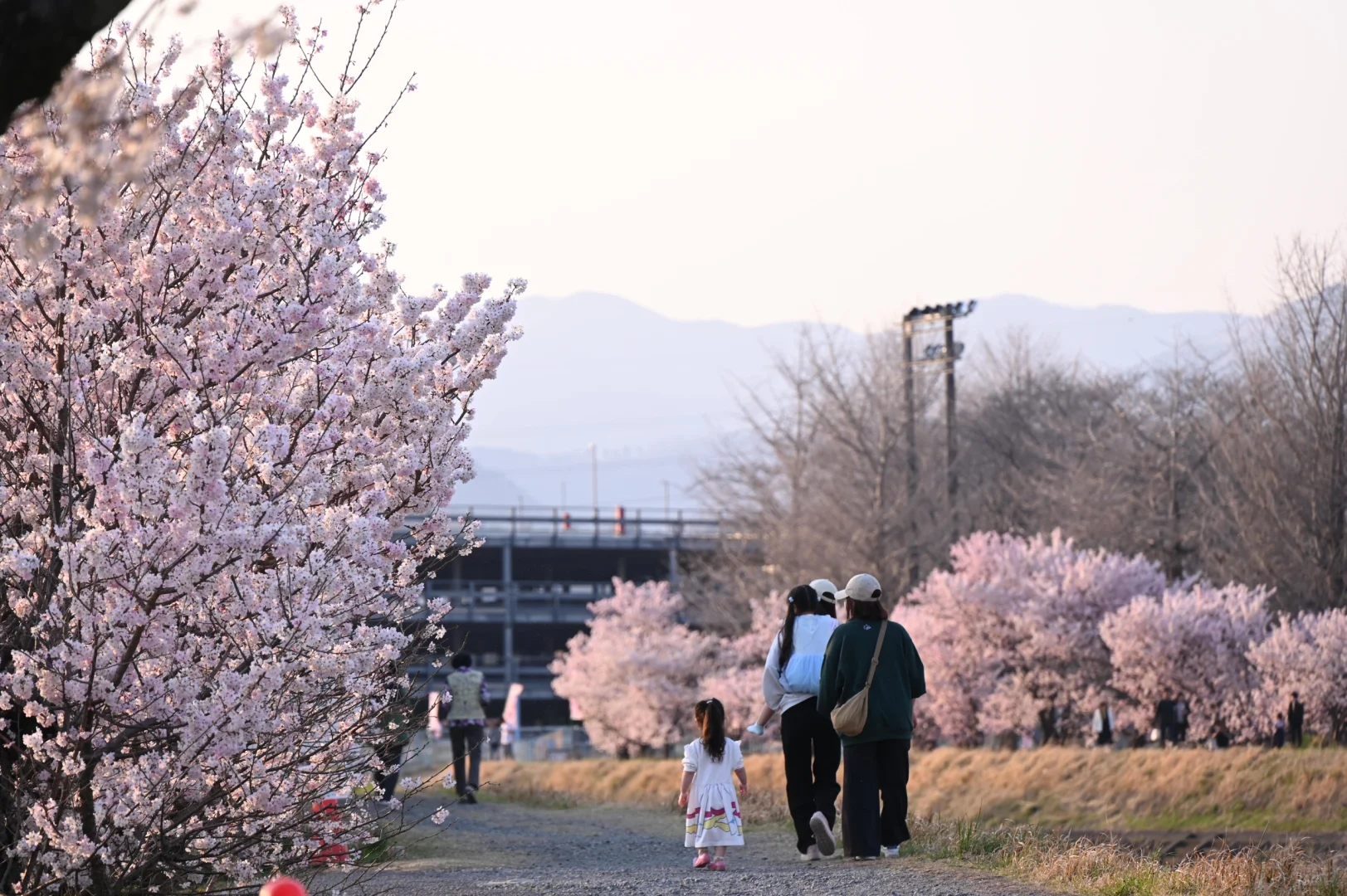 3.23樱花实况 | 跌入神奈川的粉色花海里！