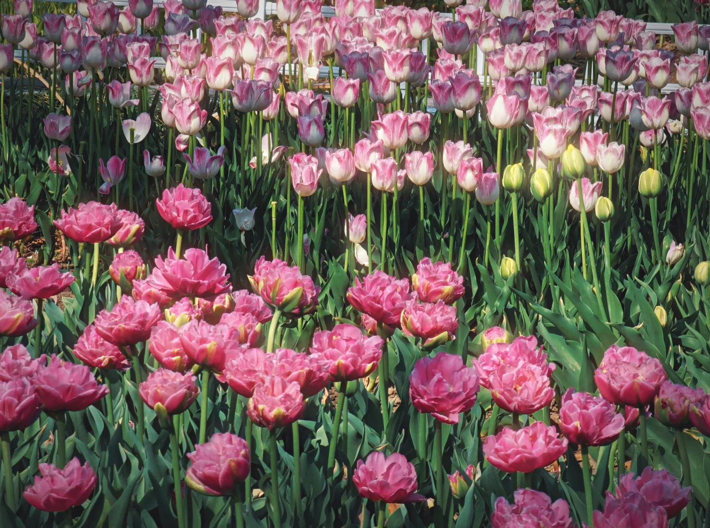 春天取景器 ̗̀📟🌷