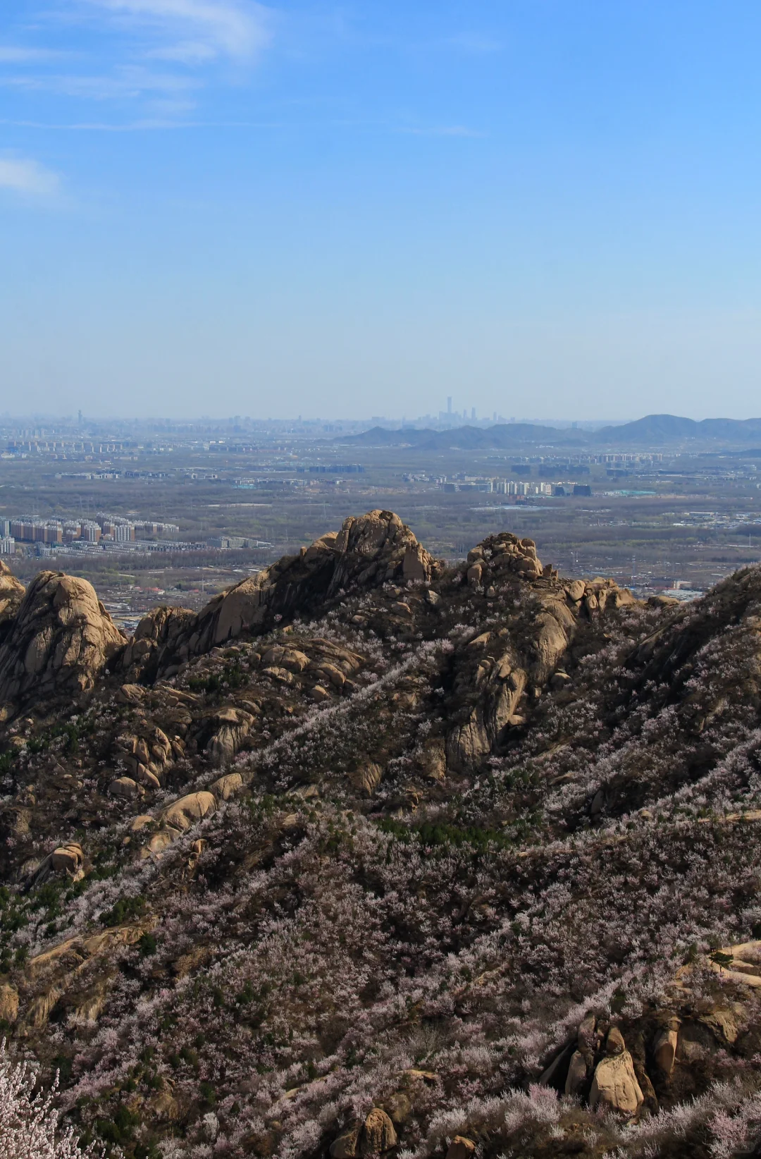 3.21实拍山花烂漫-白虎涧（后花园）