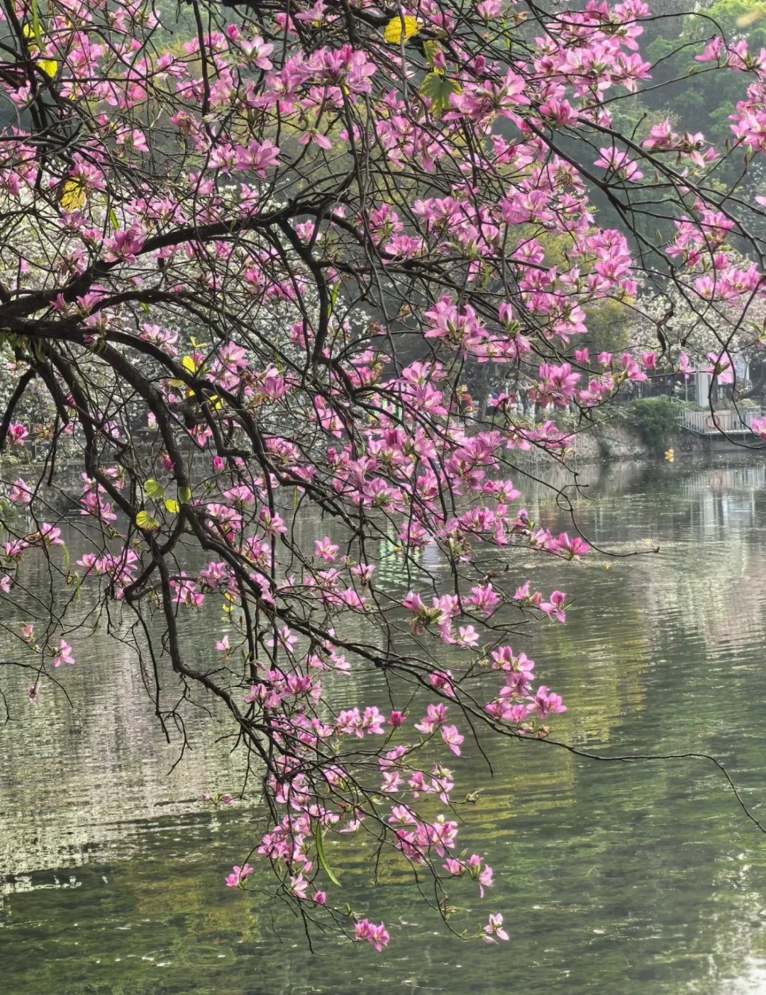 肇庆七星岩｜春日已成花海 赏花最全攻略来啦