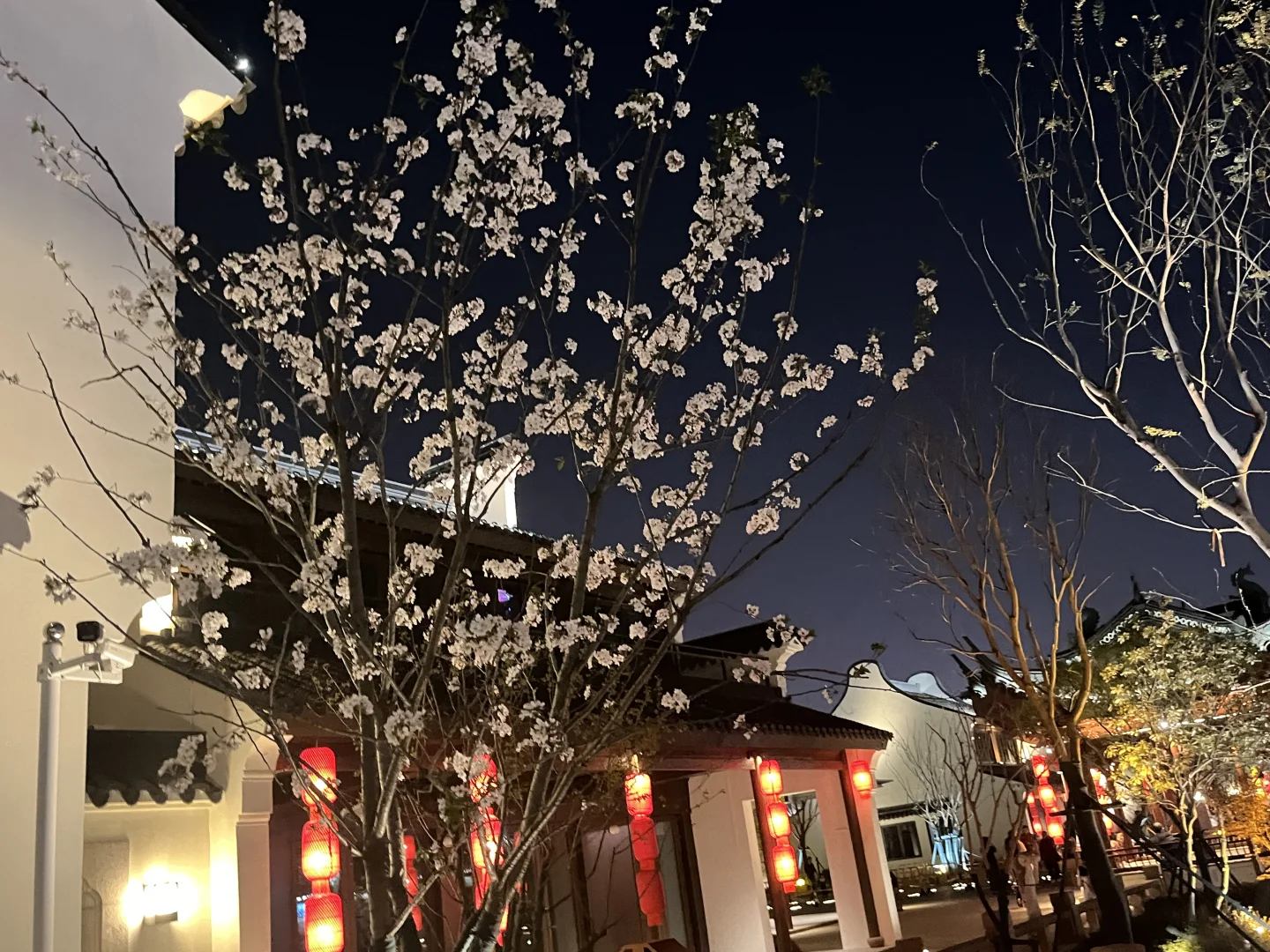 浪漫古镇樱花🌸🌸