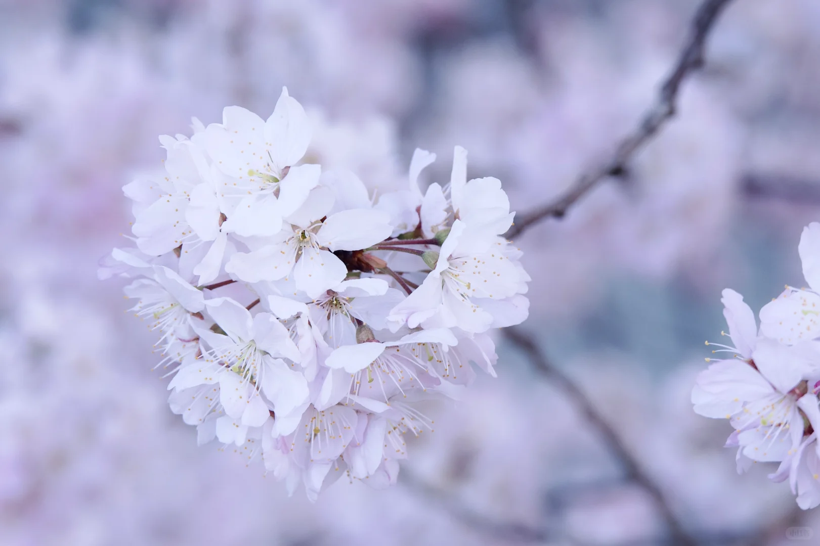 3.23樱花实况 | 跌入神奈川的粉色花海里！