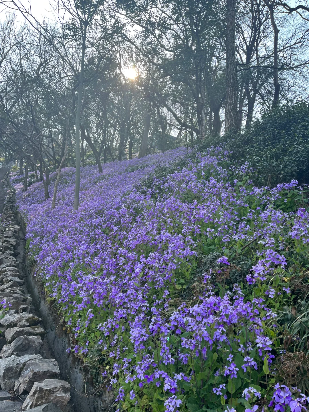 军山二月兰 手机里上百张照片拍不出它的美