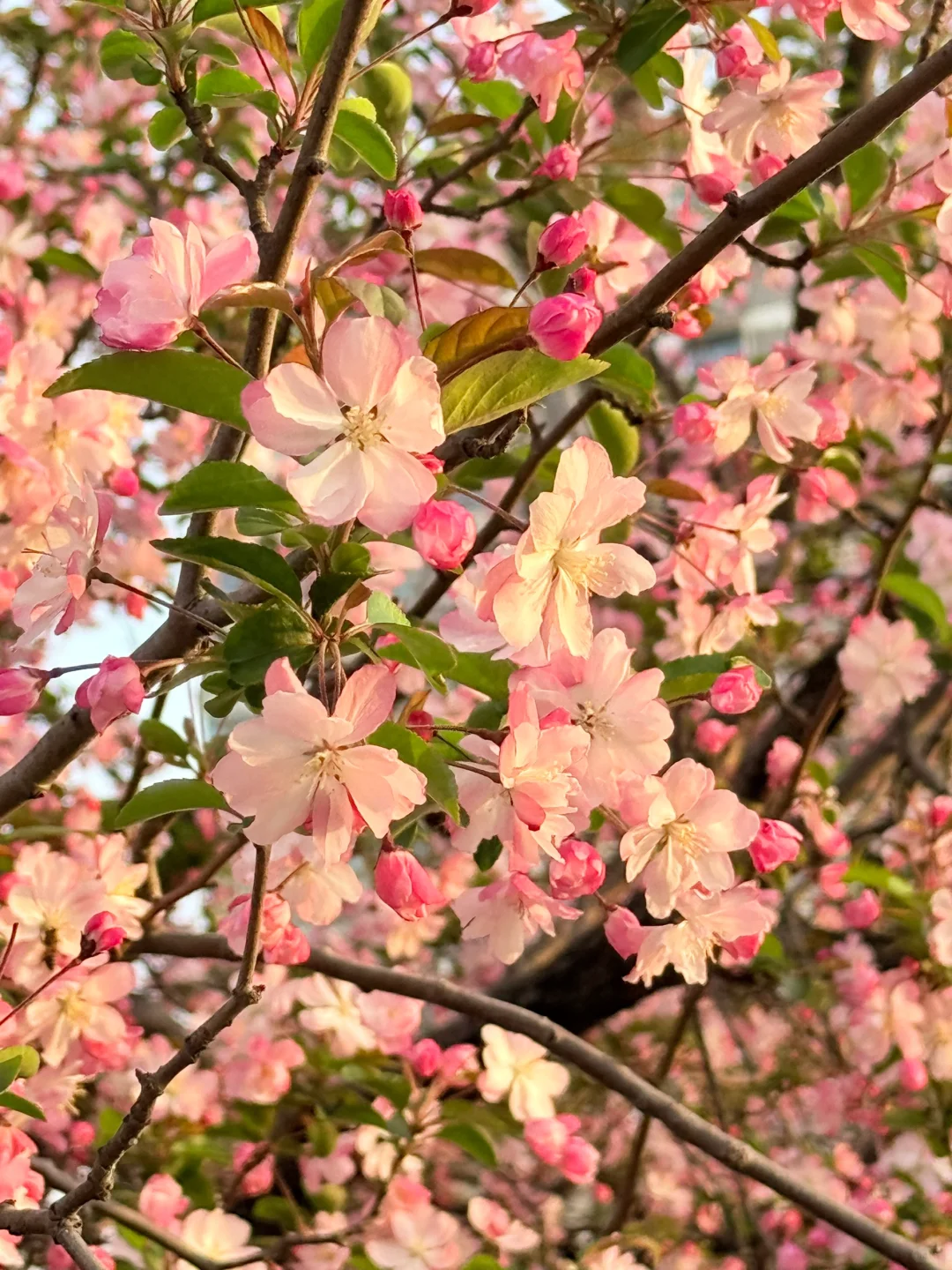 📍南京｜避开人流！0元get海棠花海秘境🌸