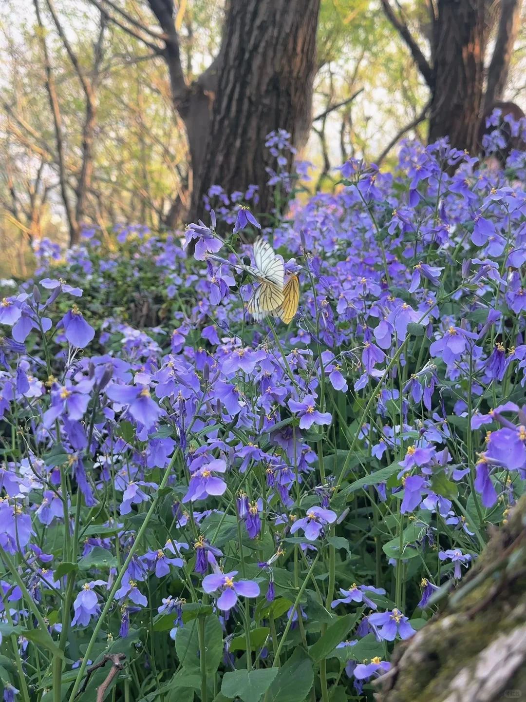 今年万事“紫”定赢🦋💜🦋💜🦋