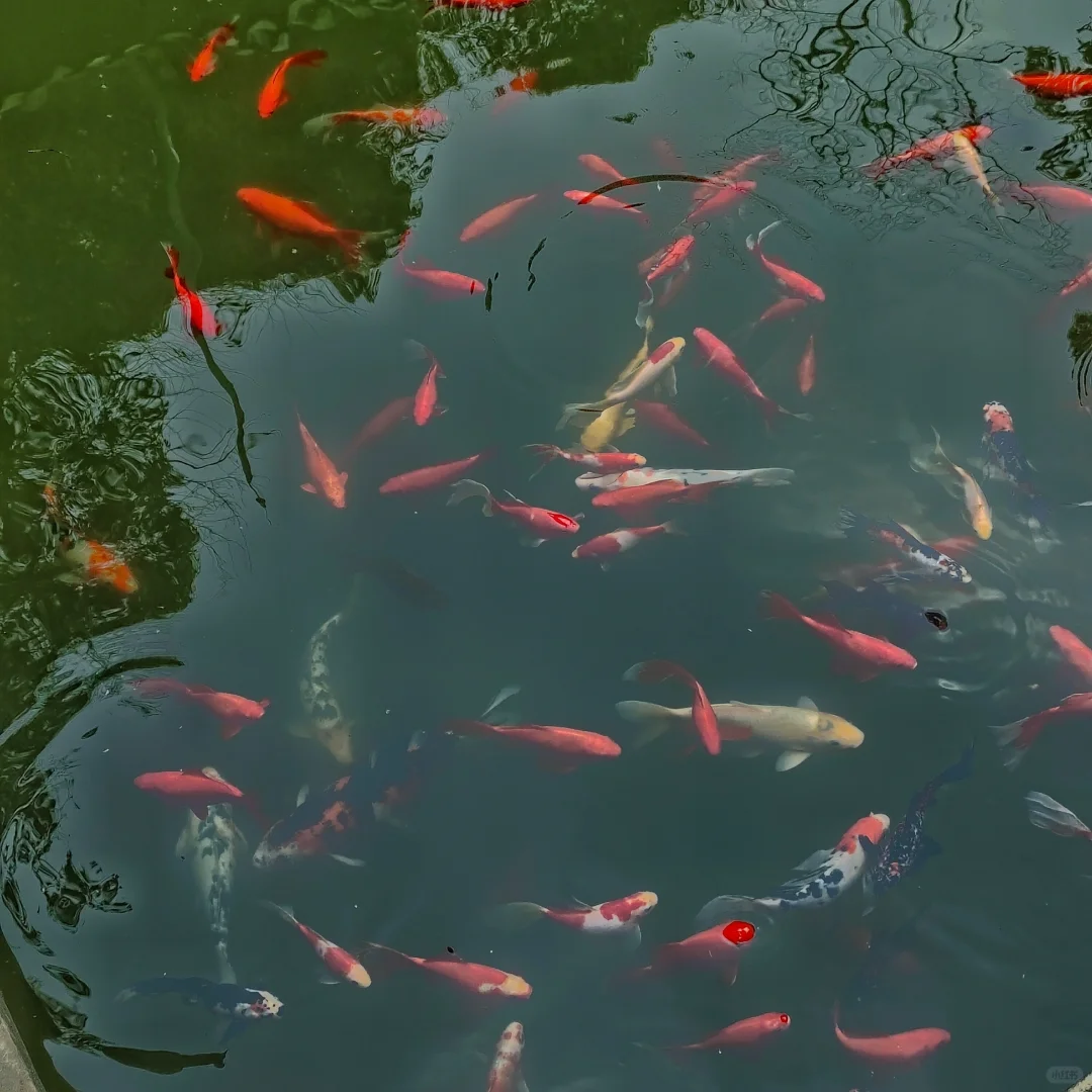 📍桃花源出行攻略