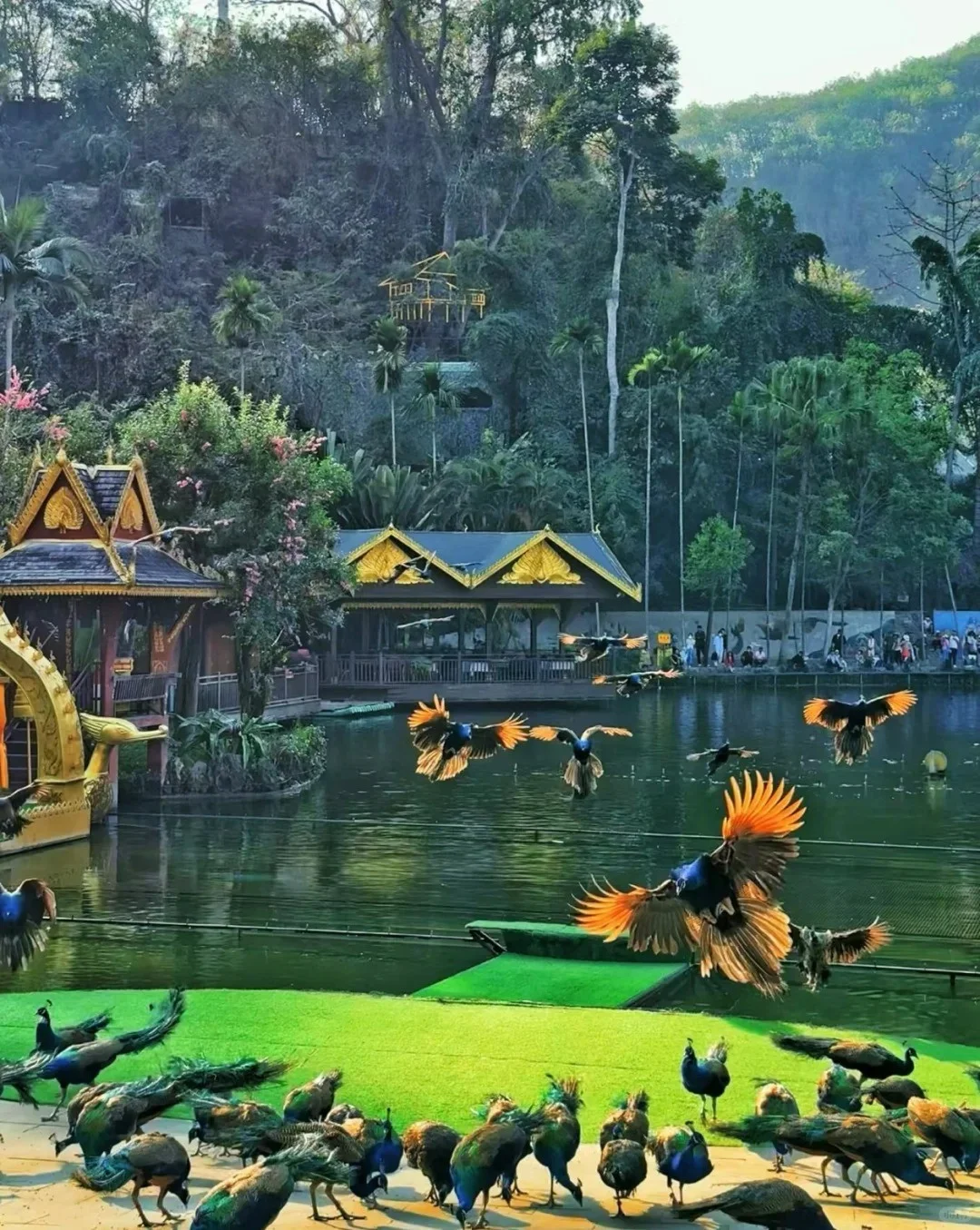 西双版纳必去 9 大景点👍