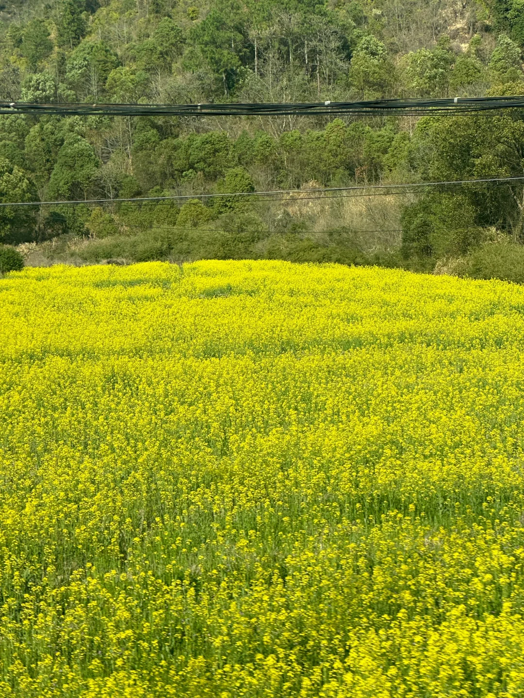 一去一个不吱声