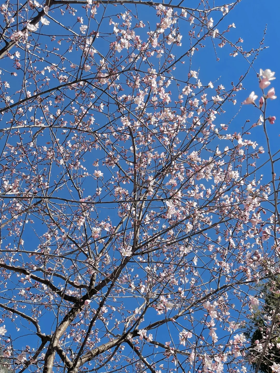 3.25📍九寨沟真实现状😭淡季人也不少啊