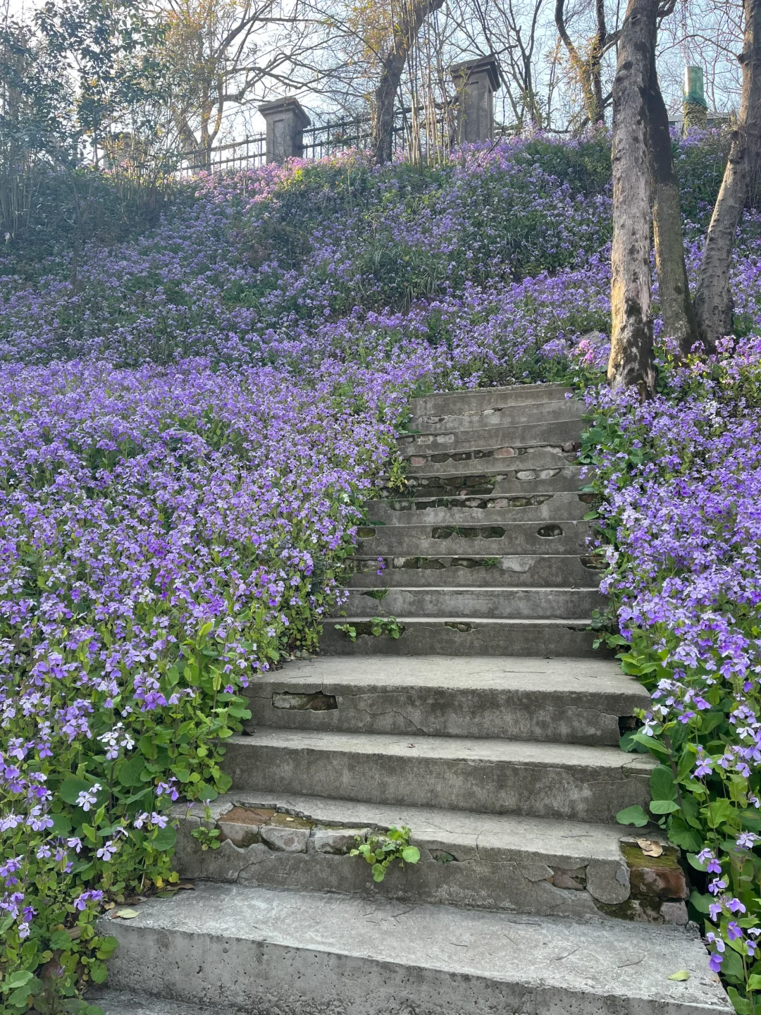 军山二月兰 手机里上百张照片拍不出它的美