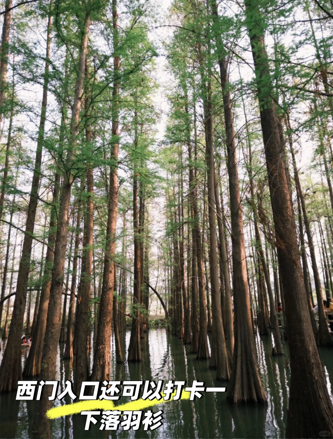 肇庆七星岩｜春日已成花海 赏花最全攻略来啦