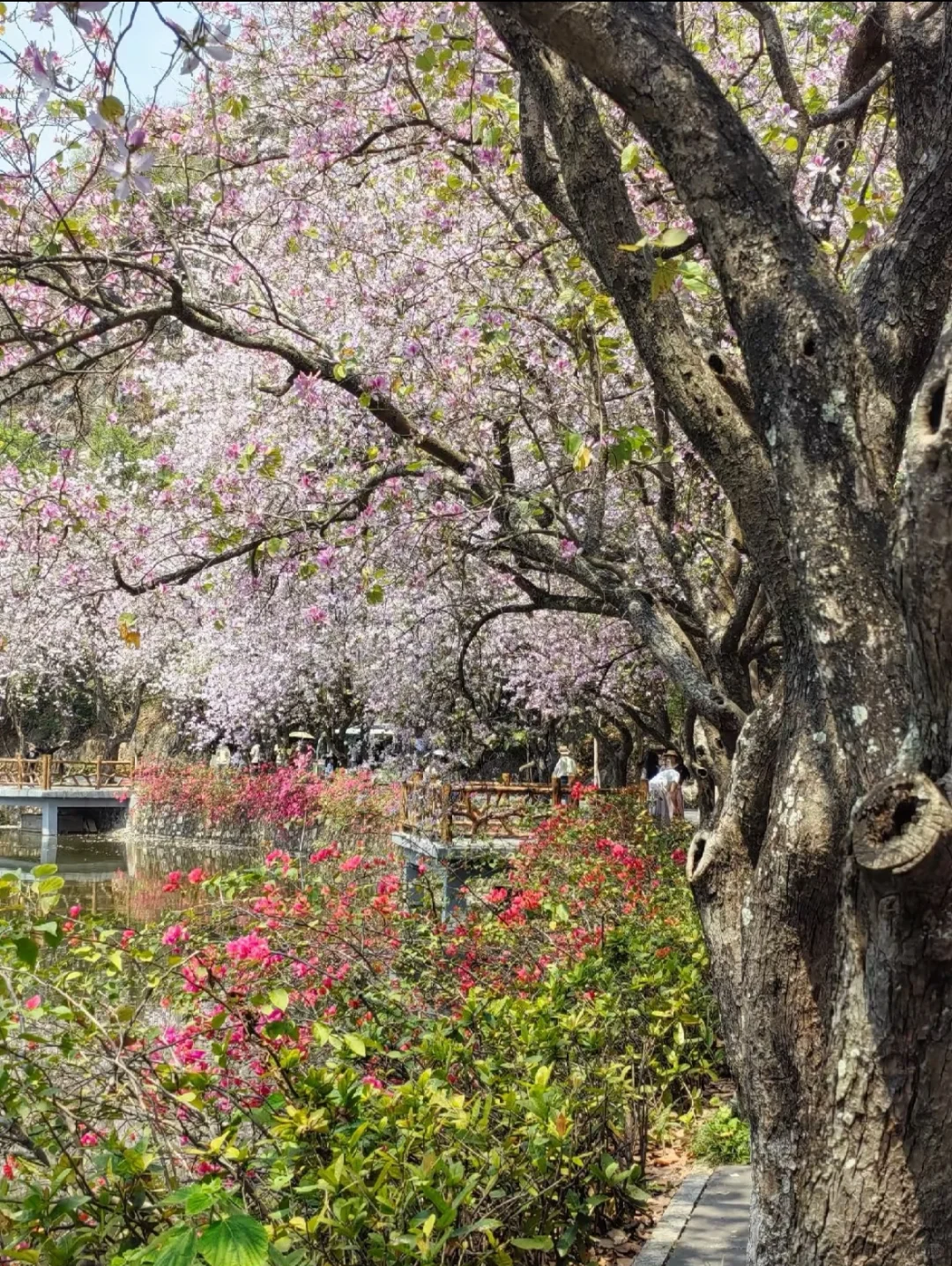 肇庆七星岩｜春日已成花海 赏花最全攻略来啦