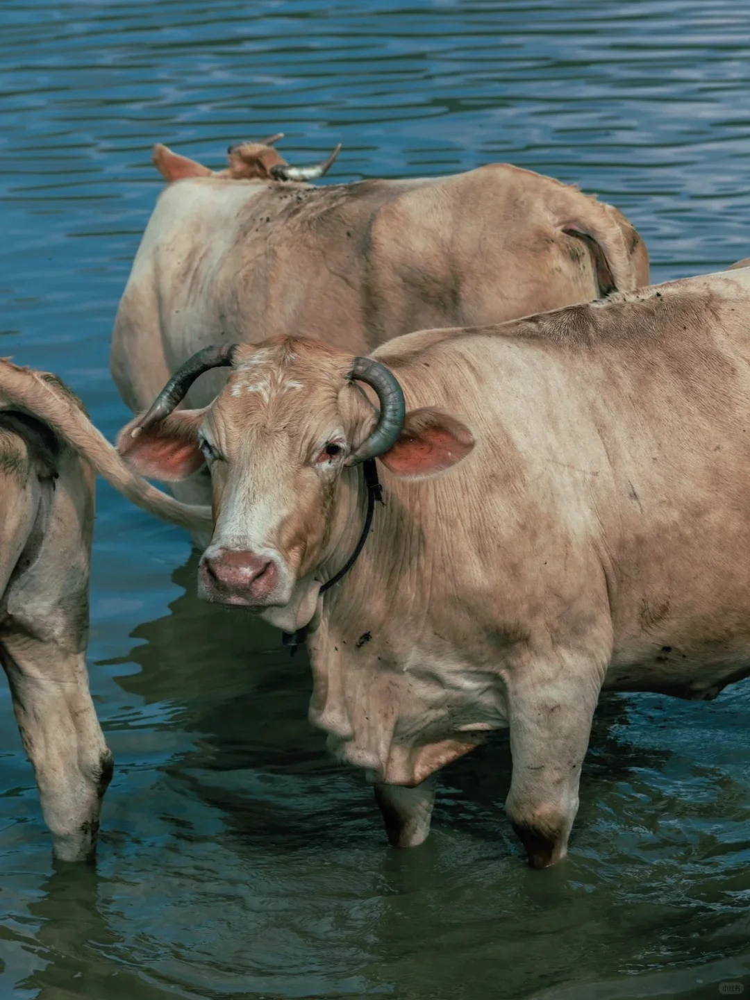 山西拍了拍你,邀请你来上春“山”⛰️