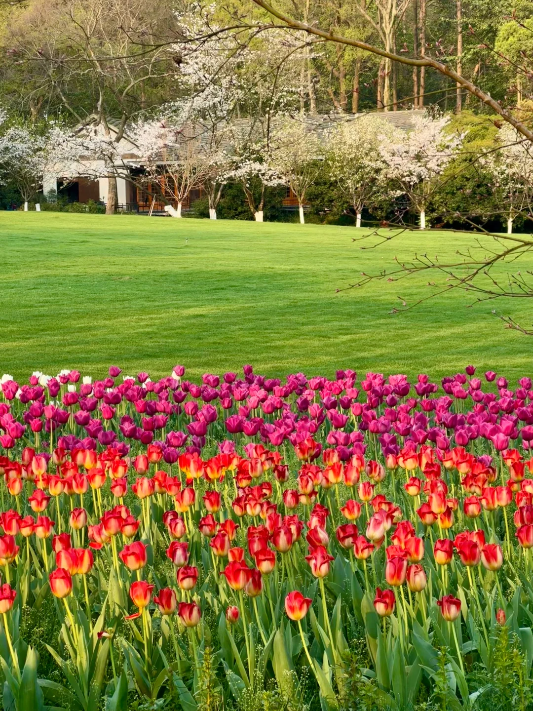 🌷 2025太子湾郁金香超全攻略｜赶早承包花海