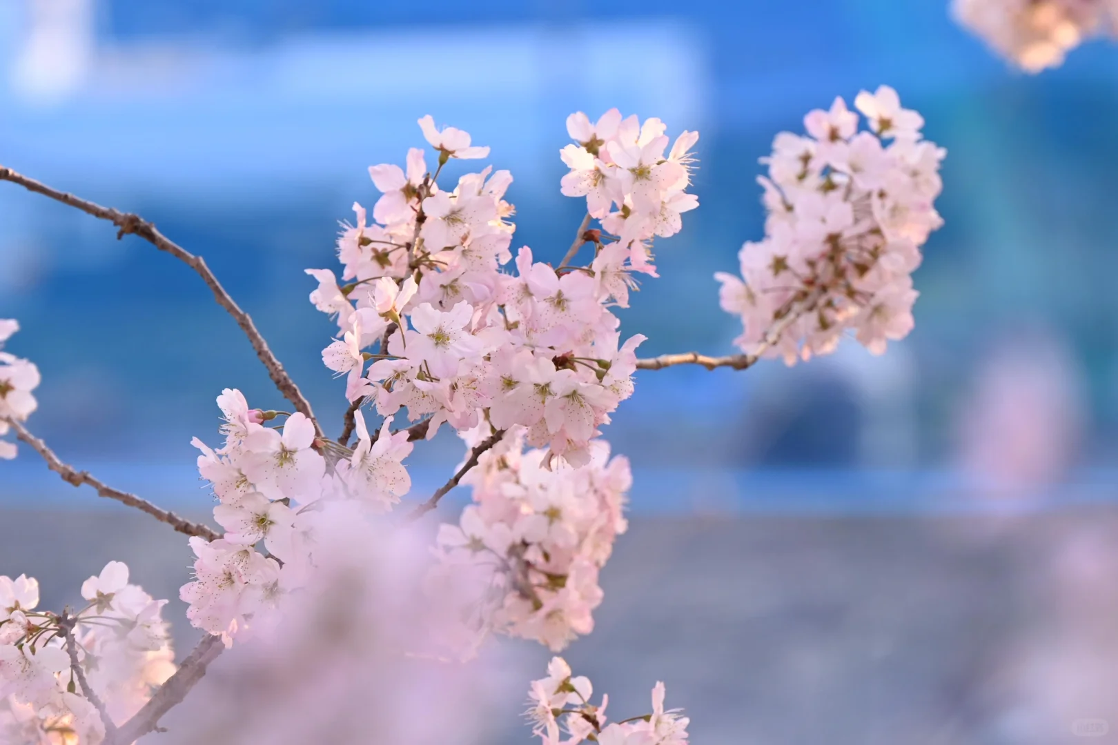 3.23樱花实况 | 跌入神奈川的粉色花海里！