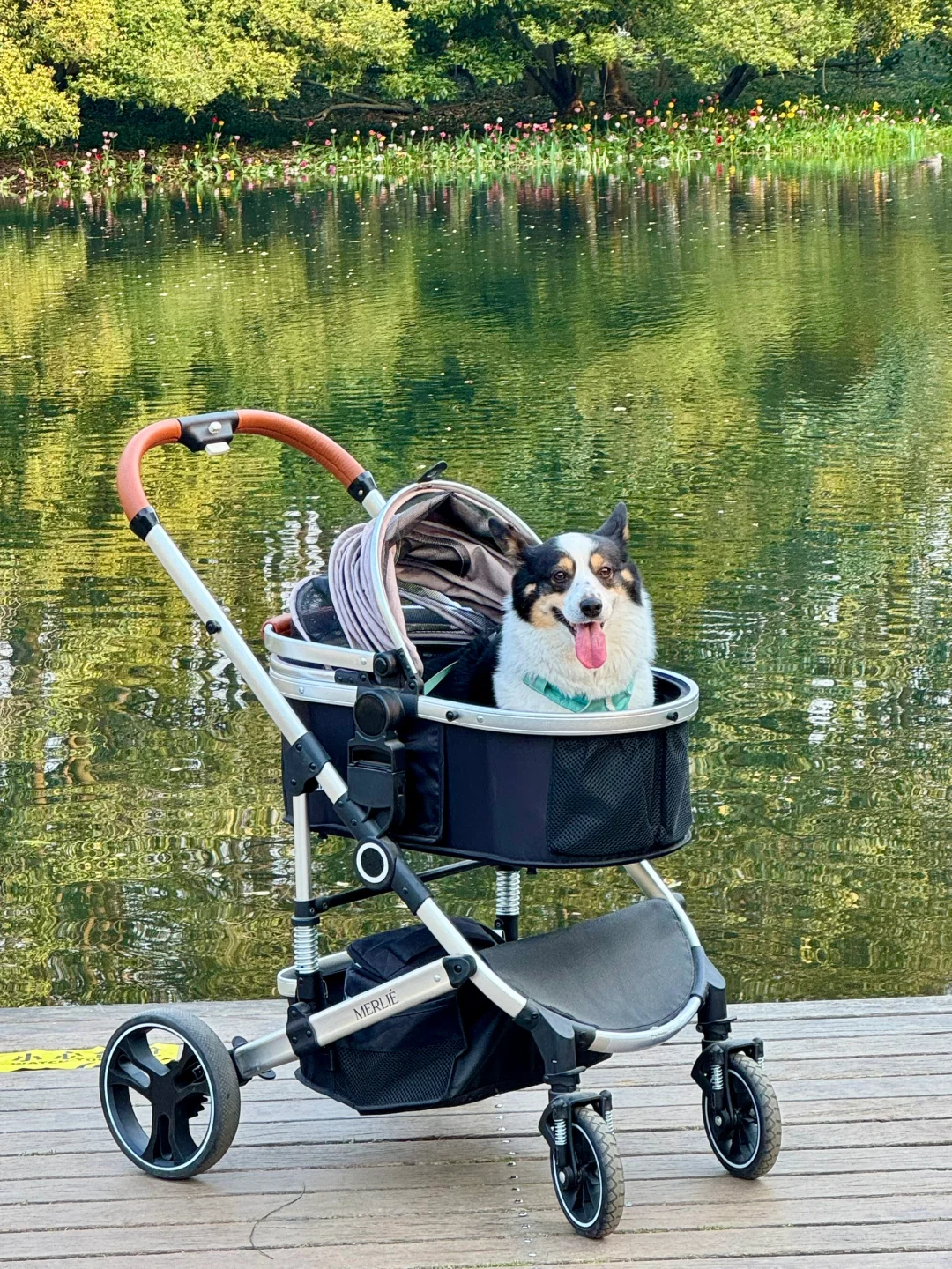 🌷 2025太子湾郁金香超全攻略｜赶早承包花海