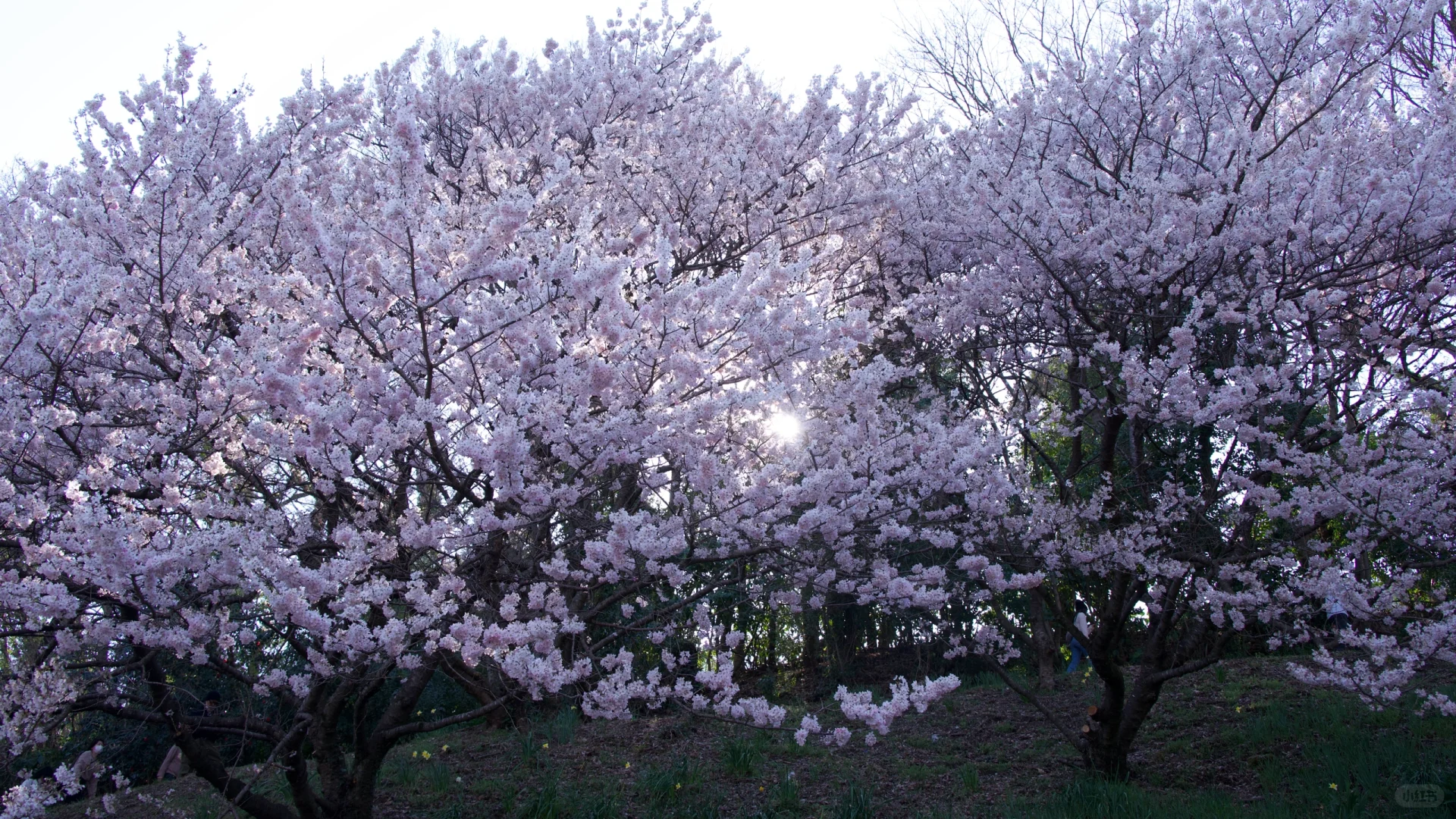 3.23樱花实况 | 跌入神奈川的粉色花海里！