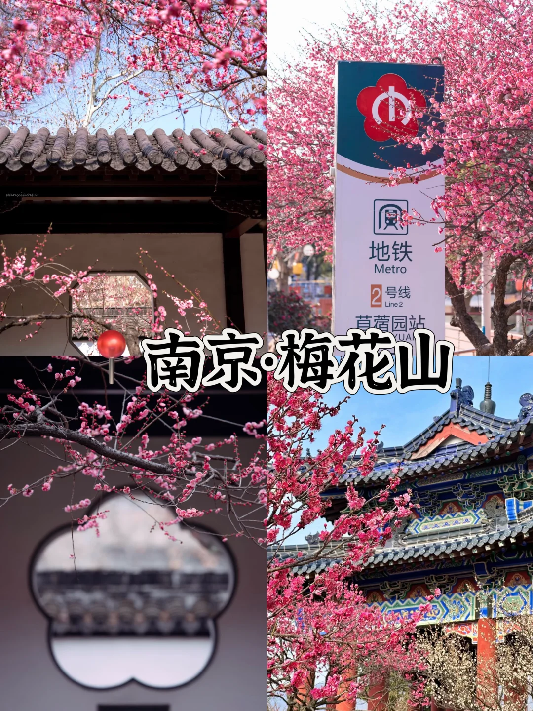 接下来的3-4月是这样的🌸(赏花好去处攻略)