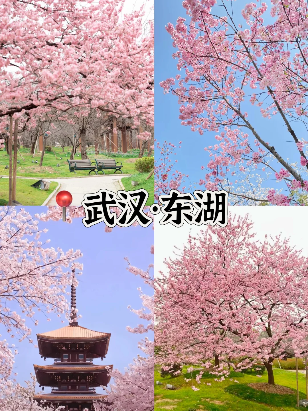 接下来的3-4月是这样的🌸(赏花好去处攻略)