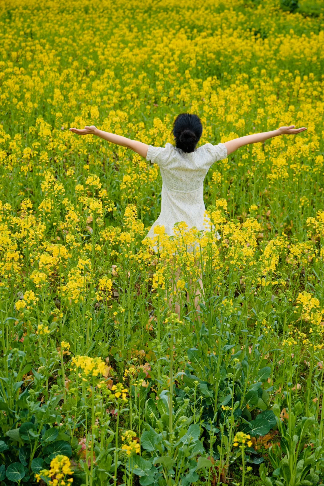 在宏村！！油菜花不用再去婺源啦！！