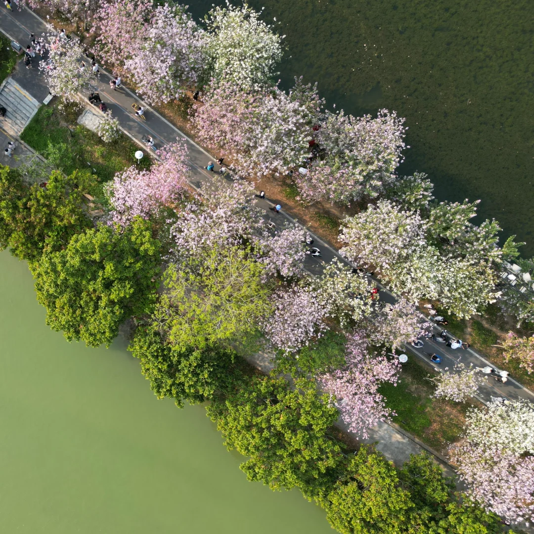 肇庆七星岩春日赏花季