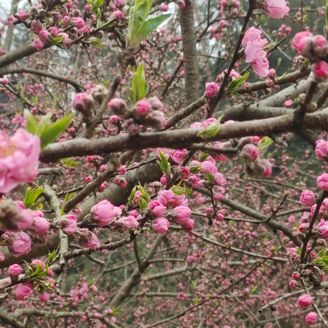 📍桃花源出行攻略