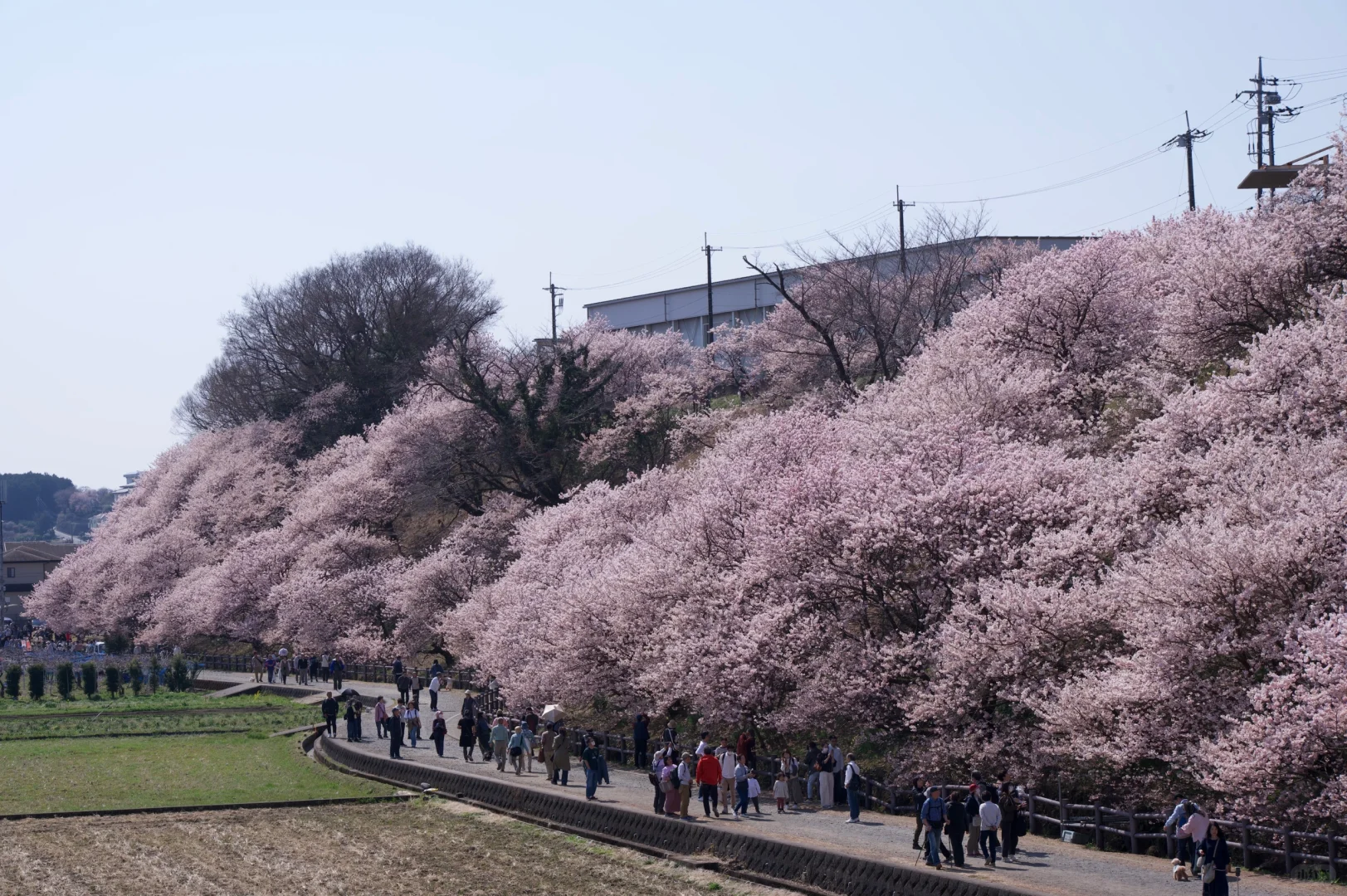 3.23樱花实况 | 跌入神奈川的粉色花海里！